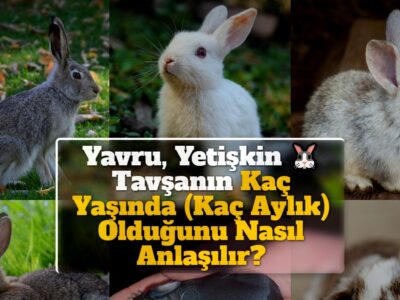 Yavru, Yetişkin Tavşanın Kaç Yaşında (Kaç Aylık) Olduğunu Nasıl Anlaşılır?