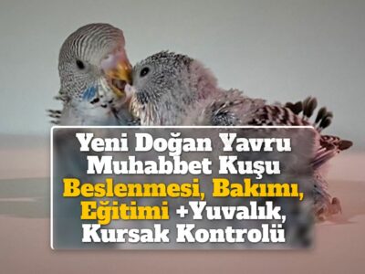 Yeni Doğan Yavru Muhabbet Kuşu Beslenmesi, Bakımı, Eğitimi +Yuvalık, Kursak Kontrolü