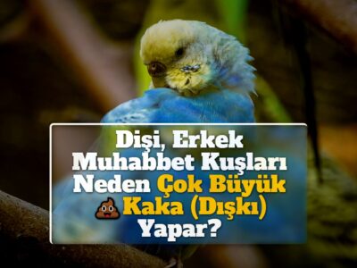 Dişi, Erkek Muhabbet Kuşları Neden Çok Büyük Kaka (Dışkı) Yapar?