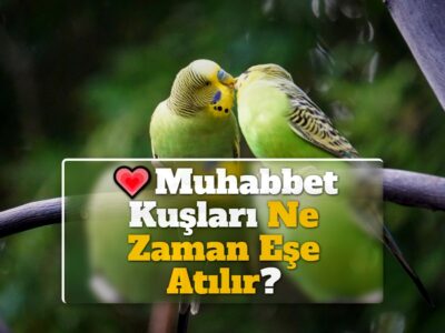 Muhabbet Kuşları Ne Zaman Eşe Atılır?