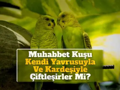 Muhabbet Kuşu Kendi Yavrusuyla Ve Kardeşiyle Çiftleşirler Mi?