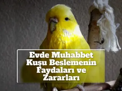 Evde Muhabbet Kuşu Beslemenin Faydaları ve Zararları