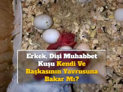 Erkek, Dişi Muhabbet Kuşu Kendi Ve Başkasının Yavrusuna Bakar Mı?