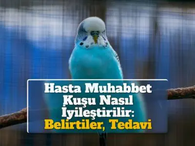 Hasta Muhabbet Kuşu Nasıl İyileştirilir: Belirtiler, Tedavi