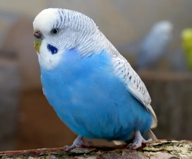 Mavi Muhabbet Kuşları: Hakkında, Özel Fotoğraflar, Genetik, Cinsiyet Belirleme