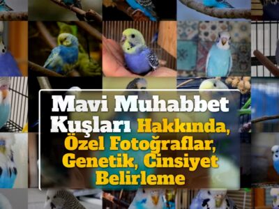 Mavi Muhabbet Kuşları: Hakkında, Özel Fotoğraflar, Genetik, Cinsiyet Belirleme