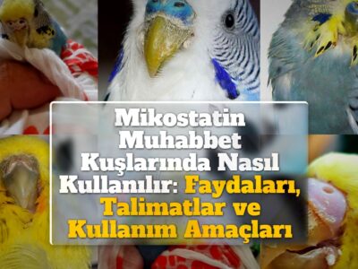 Mikostatin Muhabbet Kuşlarında Nasıl Kullanılır: Faydaları, Talimatlar ve Kullanım Amaçları