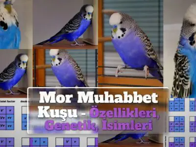 Mor Muhabbet Kuşu – Özellikleri, Genetik, İsimleri, Fiyatları