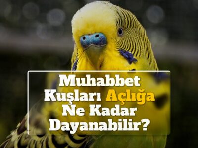 Muhabbet Kuşları Açlığa Ne Kadar Dayanabilir?