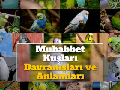 Muhabbet Kuşları Davranışları ve Anlamları (16 Davranış)