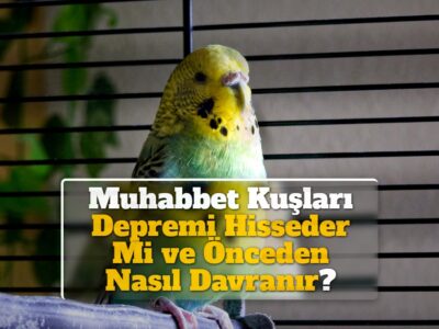 Muhabbet Kuşları Depremi Hisseder Mi ve Önceden Nasıl Davranır?