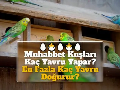 Muhabbet Kuşları Kaç Yavru Yapar? En Fazla Kaç Yavru Doğurur?