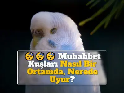 Muhabbet Kuşları Nasıl Bir Ortamda, Nerede Uyur?