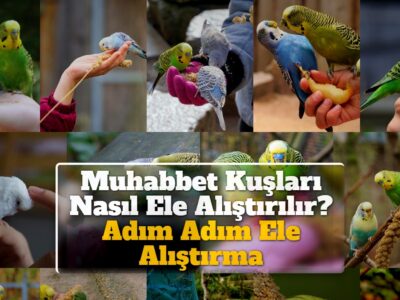 Muhabbet Kuşları Nasıl Ele Alıştırılır? Adım Adım Ele Alıştırma