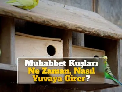 Muhabbet Kuşları Ne Zaman, Nasıl Yuvaya Girer?