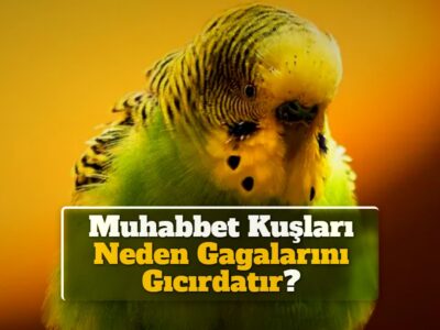 Muhabbet Kuşları Neden Gagalarını Gıcırdatır?