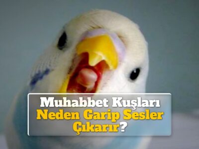 Muhabbet Kuşları Neden Garip Sesler Çıkarır?