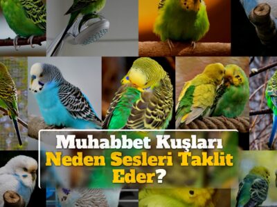 Muhabbet Kuşları Neden Sesleri Taklit Eder?