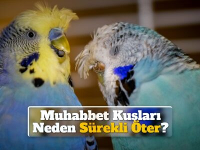 Muhabbet Kuşları Neden Sürekli Öter?