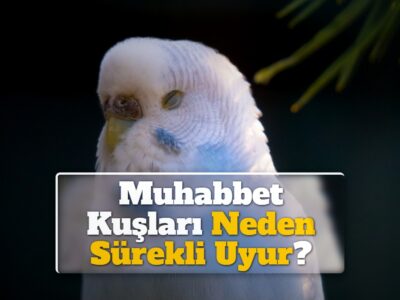 Muhabbet Kuşları Neden Sürekli Uyur?