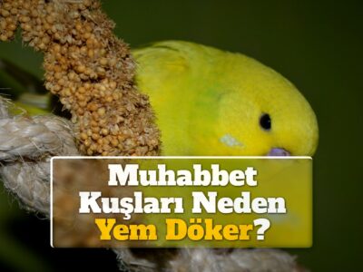 Muhabbet Kuşları Neden Yem Döker?