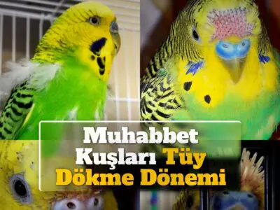 Muhabbet Kuşları Tüy Dökme Dönemi