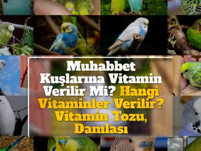 Muhabbet Kuşlarına Vitamin Verilir Mi? Hangi Vitaminler Verilir? Vitamin Tozu, Damlası