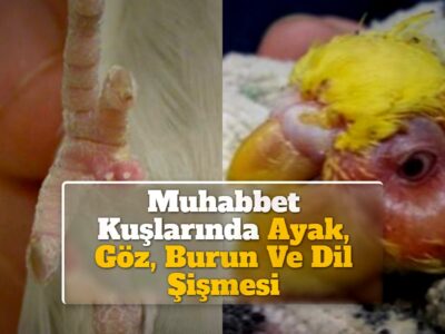 Muhabbet Kuşlarında Ayak, Göz, Burun Ve Dil Şişmesi