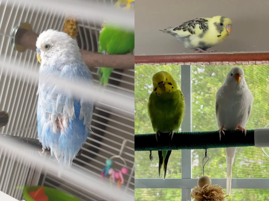 Muhabbet Kuşlarında Kuyruk Uzaması +Problemler, Uzama Süresi