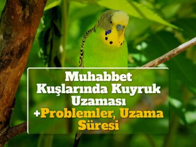 Muhabbet Kuşlarında Kuyruk Uzaması +Problemler, Uzama Süresi