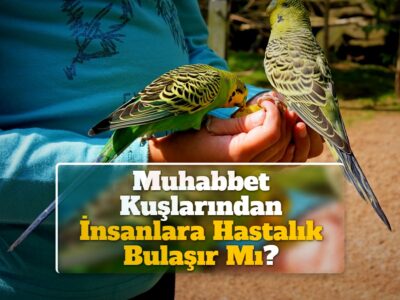 Muhabbet Kuşlarından İnsanlara Hastalık Bulaşır Mı?