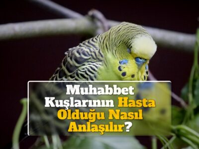 Muhabbet Kuşlarının Hasta Olduğu Nasıl Anlaşılır?