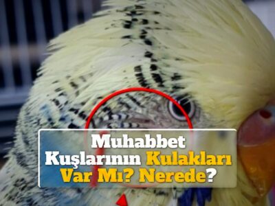 Muhabbet Kuşlarının Kulakları Var Mı? Nerede?