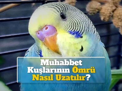 Muhabbet Kuşlarının Ömrü Nasıl Uzatılır?