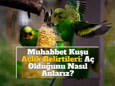 Muhabbet Kuşu Açlık Belirtileri: Aç Olduğunu Nasıl Anlarız?