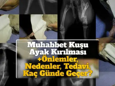 Muhabbet Kuşu Ayak Kırılması +Önlemler, Nedenler, Tedavi, Kaç Günde Geçer?