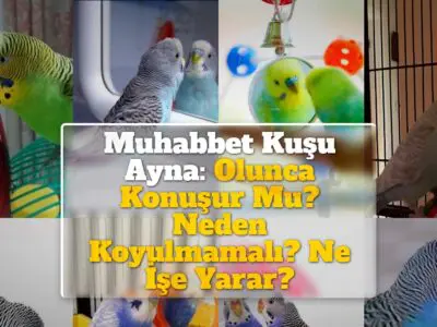 Muhabbet Kuşu Ayna: Olunca Konuşur Mu? Neden Koyulmamalı? Ne İşe Yarar?