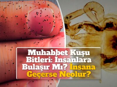 Muhabbet Kuşu Bitleri: İnsanlara Bulaşır Mı? İnsana Geçerse Neolur?