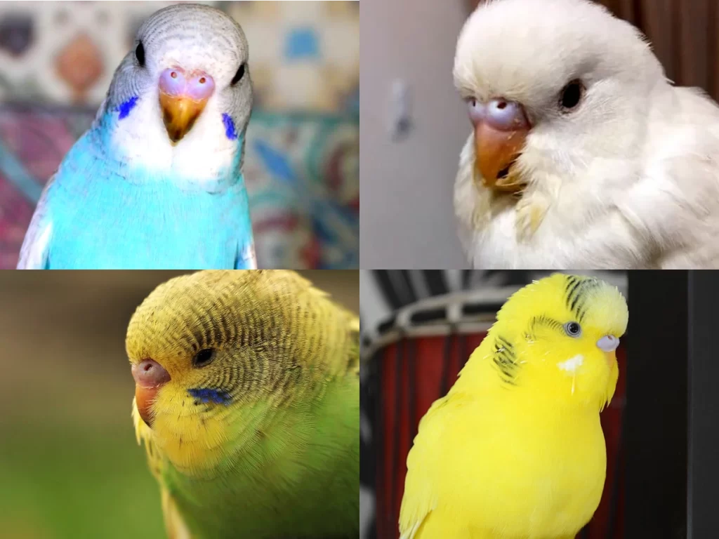 Muhabbet Kuşu Burun Rengi (Cere Rengi) Değişimi