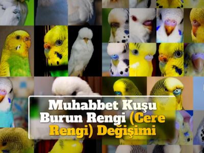 Muhabbet Kuşu Burun Rengi (Cere Rengi) Değişimi