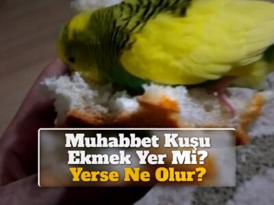 Muhabbet Kuşu Ekmek Yer Mi? Yerse Ne Olur?