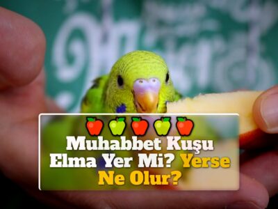 Muhabbet Kuşu Elma Yer Mi? Yerse Ne Olur?