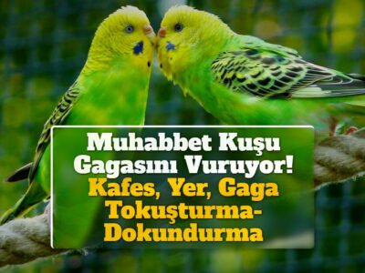 Muhabbet Kuşu Gagasını Vuruyor! Kafes, Yer, Gaga Tokuşturma-Dokundurma