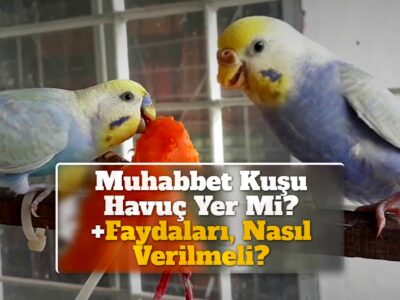 Muhabbet Kuşu Havuç Yer Mi? +Faydaları, Nasıl Verilmeli?