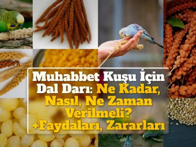 Muhabbet Kuşu İçin Dal Darı Ne Kadar, Nasıl, Ne Zaman Verilmeli? +Faydaları, Zararları