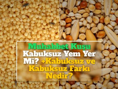 Muhabbet Kuşu Kabuksuz Yem Yer Mi? +Kabuksuz ve Kabuksuz Farkı Nedir?