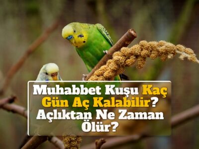 Muhabbet Kuşu Kaç Gün Aç Kalabilir? Açlıktan Ne Zaman Ölür?