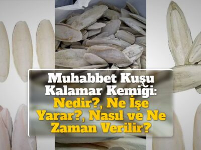 Muhabbet Kuşu Kalamar Kemiği: Nedir?, Ne İşe Yarar?, Nasıl ve Ne Zaman Verilir?