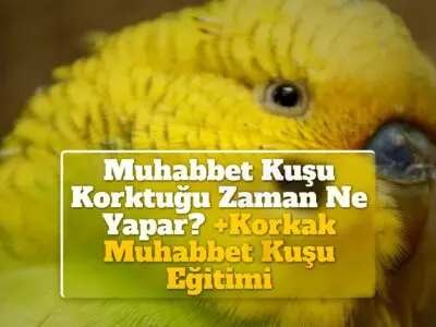 Muhabbet Kuşu Korktuğu Zaman Ne Yapar? +Korkak Muhabbet Kuşu Eğitimi