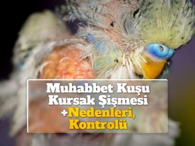 Muhabbet Kuşu Kursak Şişmesi +Nedenleri, Kontrolü